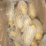 荷兰十五土豆大量供应，价格便宜冷库土豆货源充足