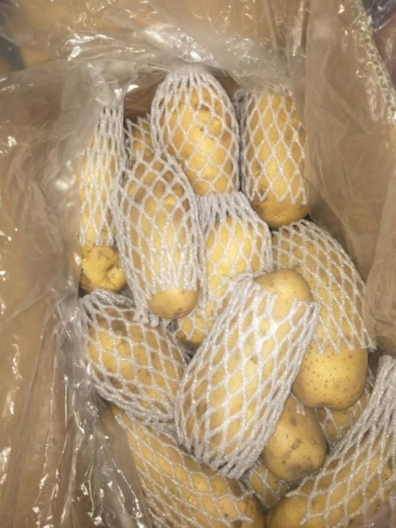 荷兰十五土豆大量供应，价格便宜冷库土豆货源充足