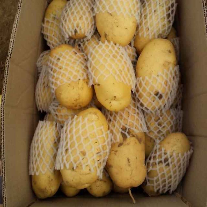 荷兰十五土豆大量供应，价格便宜冷库土豆货源充足