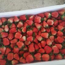 美国甜查理草莓批发20~30克99红颜草莓奶油草莓批发