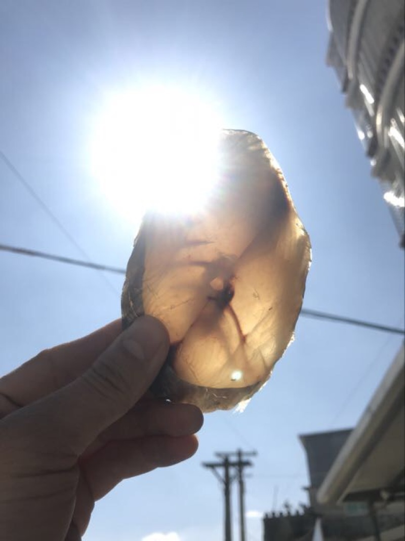 马鲛鱼