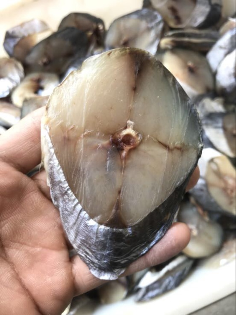 马鲛鱼