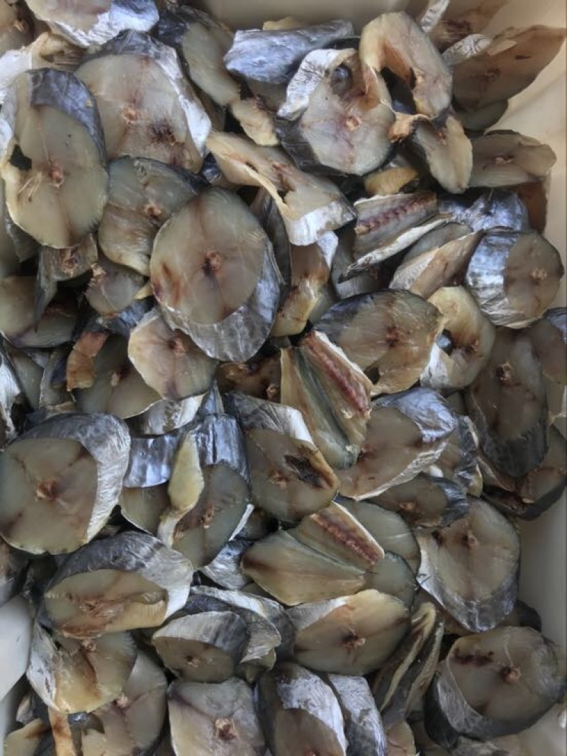 马鲛鱼