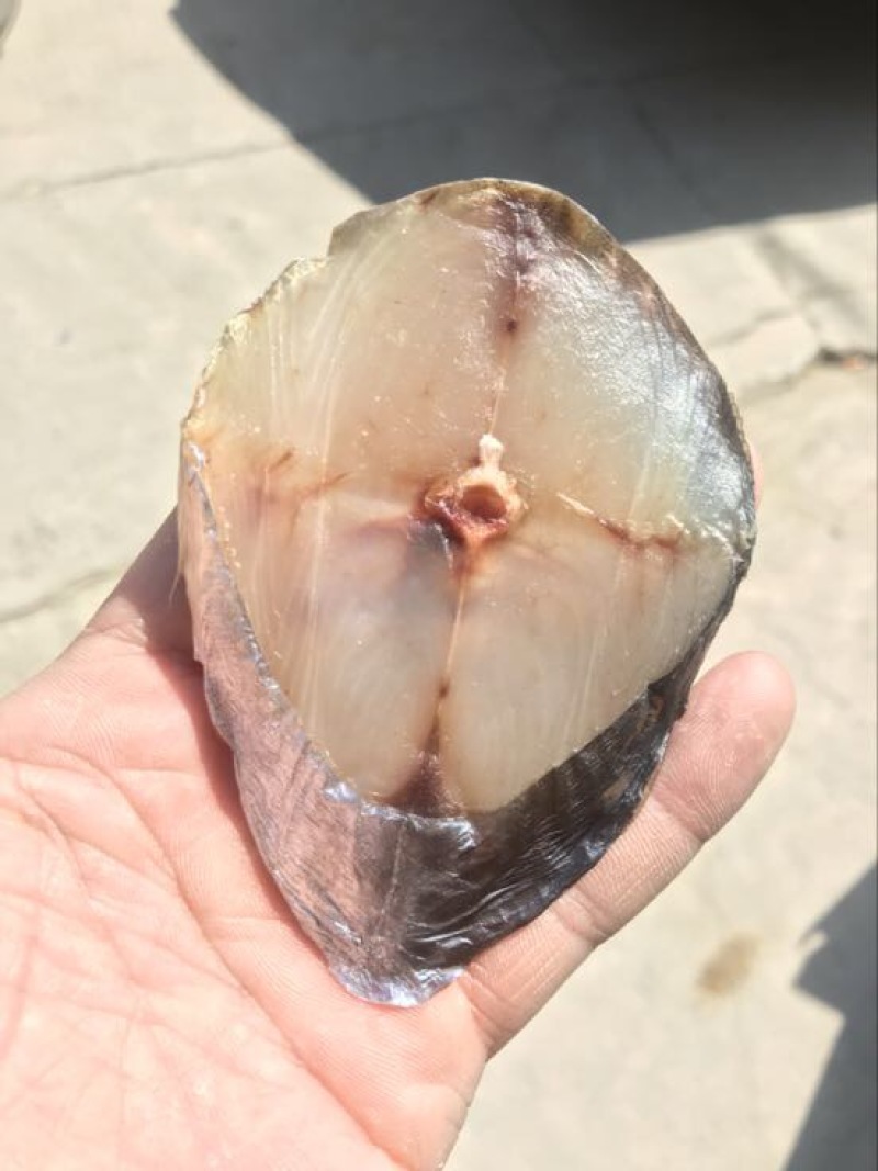 马鲛鱼