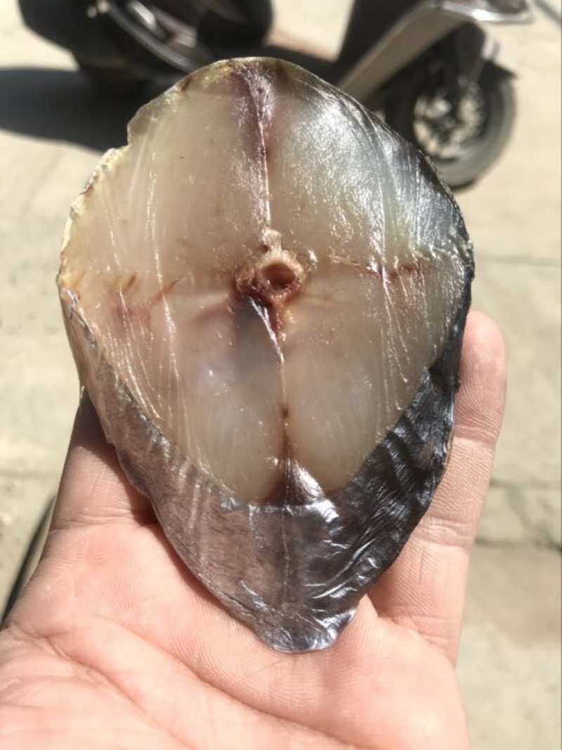 马鲛鱼