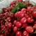 陕西红灯樱桃大量上市，个大色红硬度好，口感甜，新鲜采摘