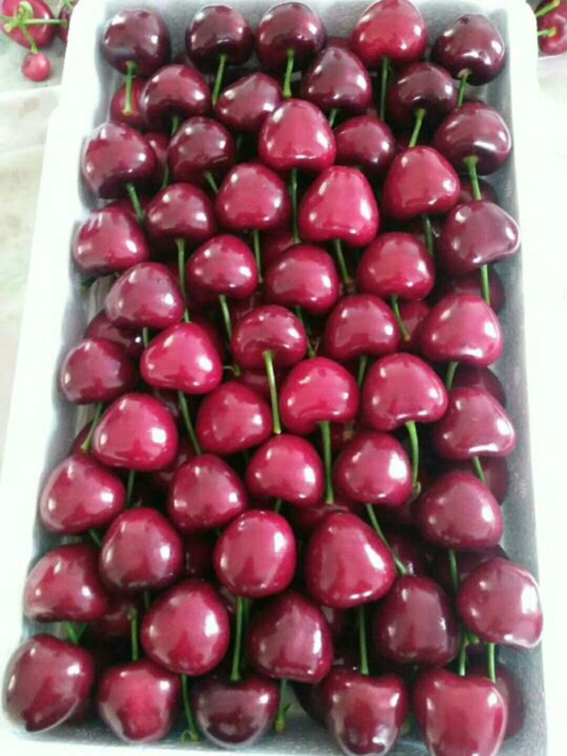 陕西红灯樱桃大量上市，个大色红硬度好，口感甜，新鲜采摘