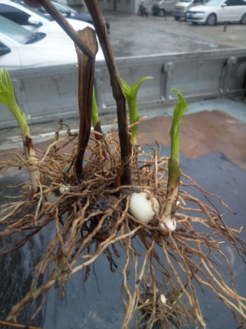 三叉白芨通货鲜货