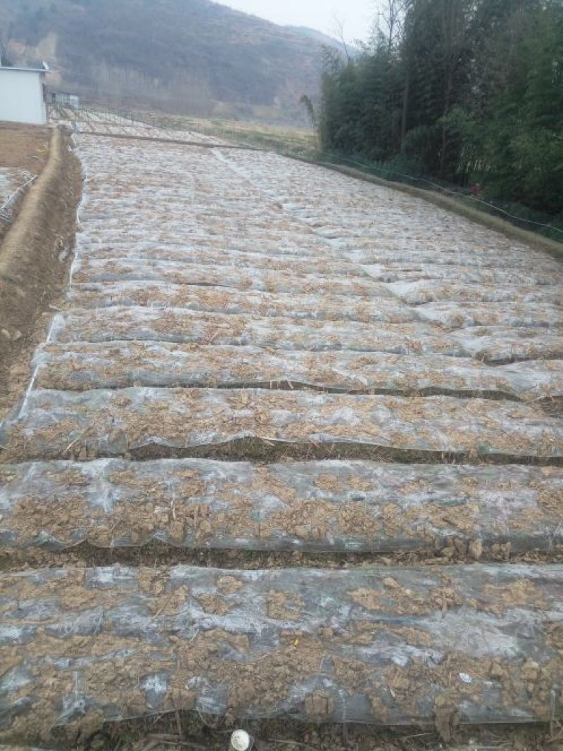 三叉白芨通货鲜货