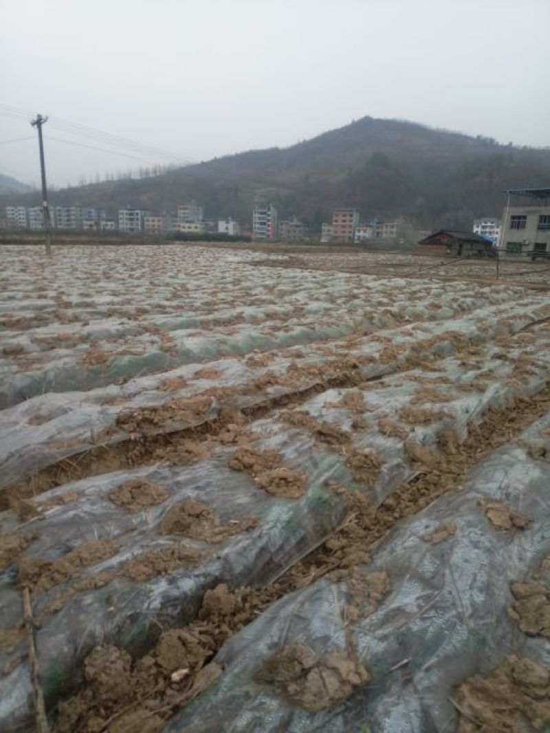 三叉白芨通货鲜货