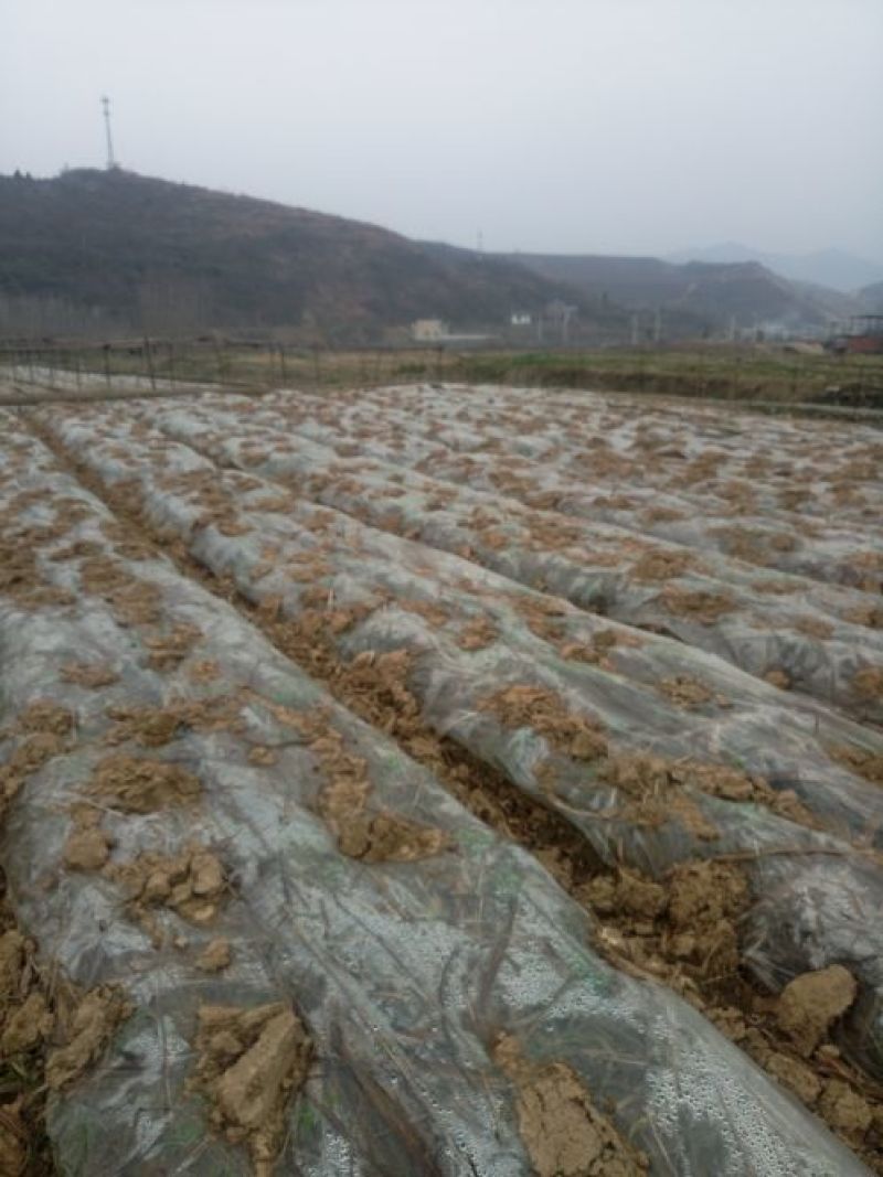 三叉白芨通货鲜货