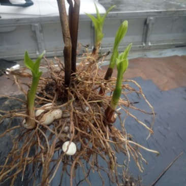 三叉白芨通货鲜货