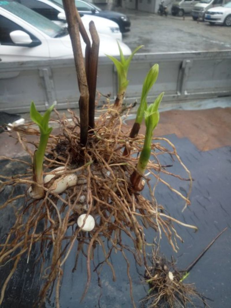三叉白芨通货鲜货