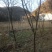 木瓜树261~300cm