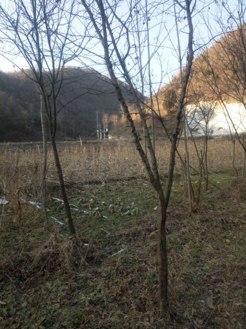 木瓜树261~300cm