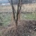 木瓜树261~300cm