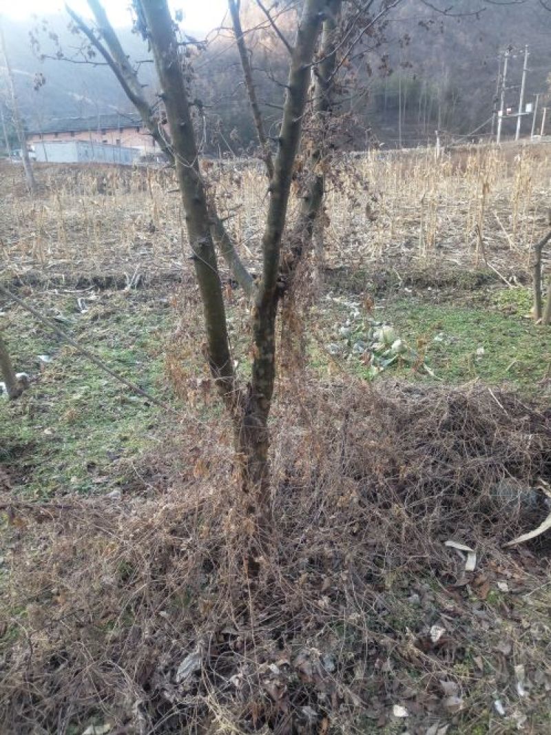 木瓜树261~300cm