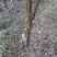 木瓜树261~300cm