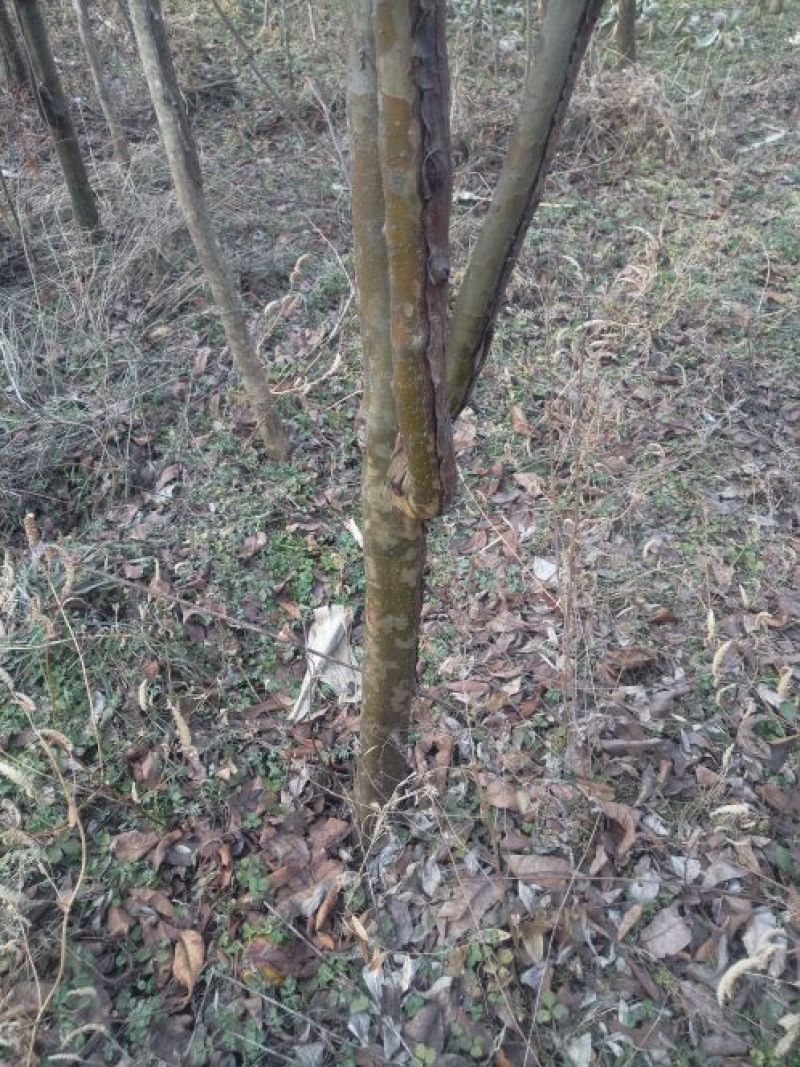 木瓜树261~300cm