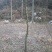 木瓜树261~300cm