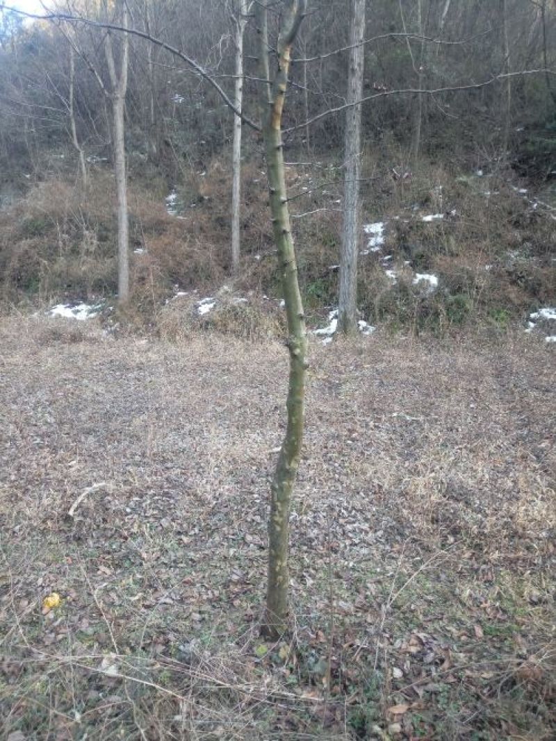 木瓜树261~300cm