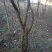 木瓜树261~300cm