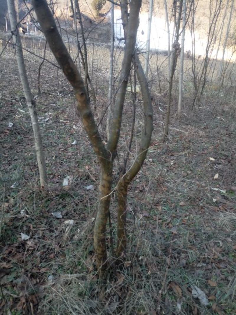 木瓜树261~300cm