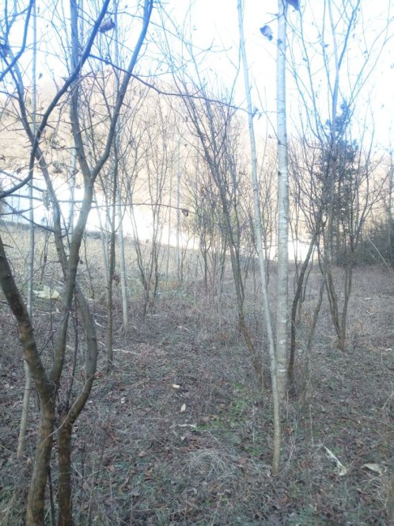 木瓜树261~300cm