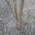 木瓜树261~300cm