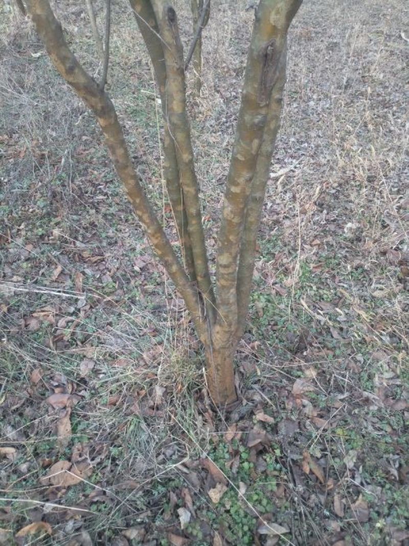 木瓜树261~300cm