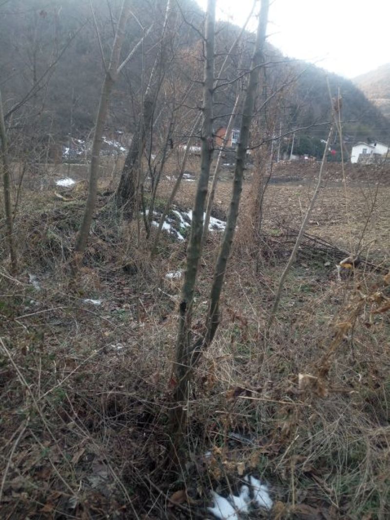 木瓜树261~300cm