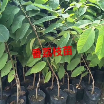 番荔枝苗50~80cm