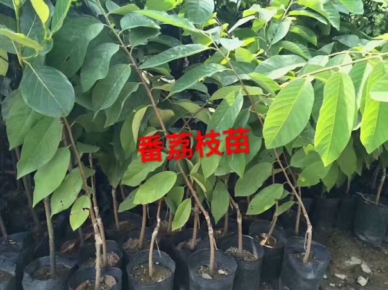 番荔枝苗50~80cm
