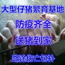 山东仔猪三元仔猪耐运输抗病强全国发货