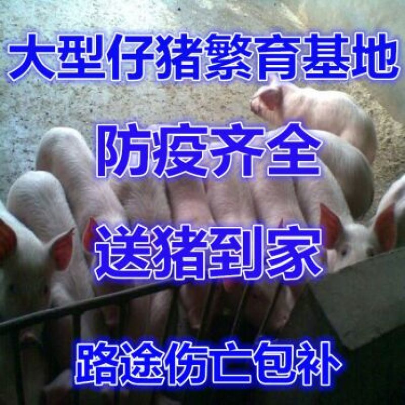 山东仔猪三元仔猪耐运输抗病强全国发货