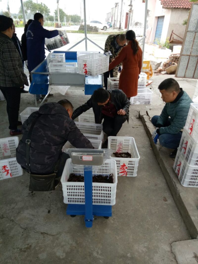 克氏原螯虾稻田套养4-6钱（20-30克）食用活虾