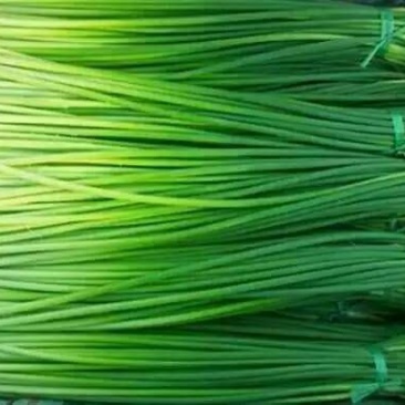 蒜薹通货60~70cm