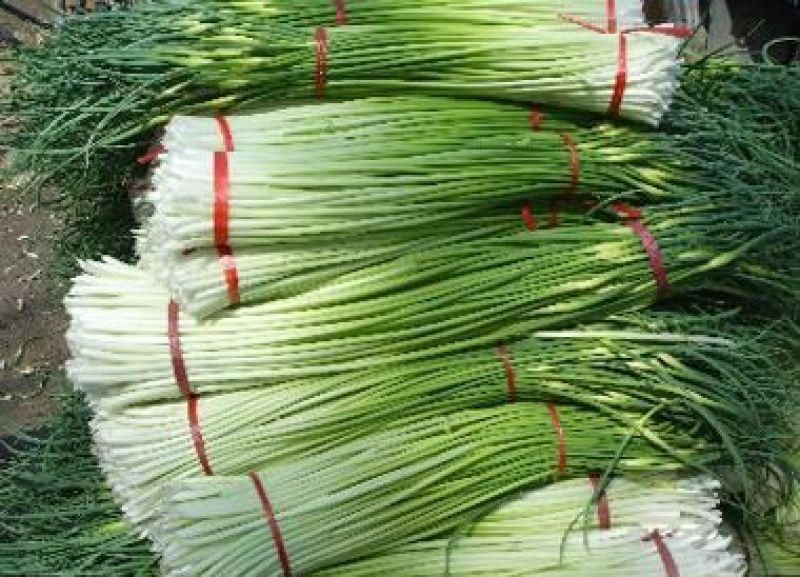 蒜薹通货60~70cm