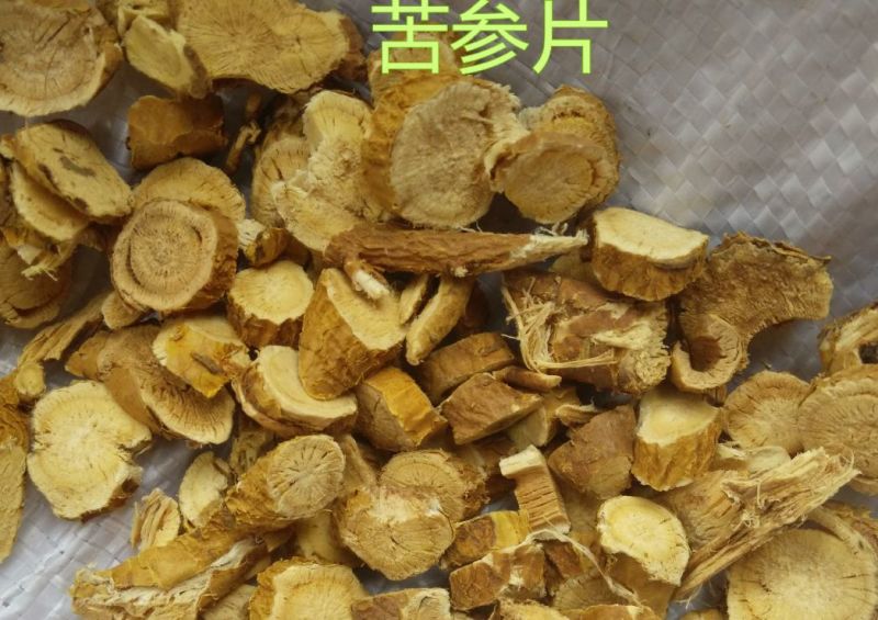 优质磨壳苦参种子加工好的新苦参子包发芽指导种植