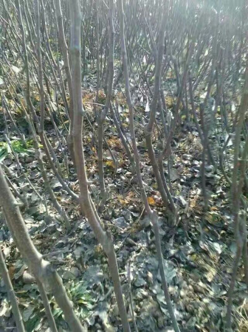 红富士苹果树苗100cm以上
