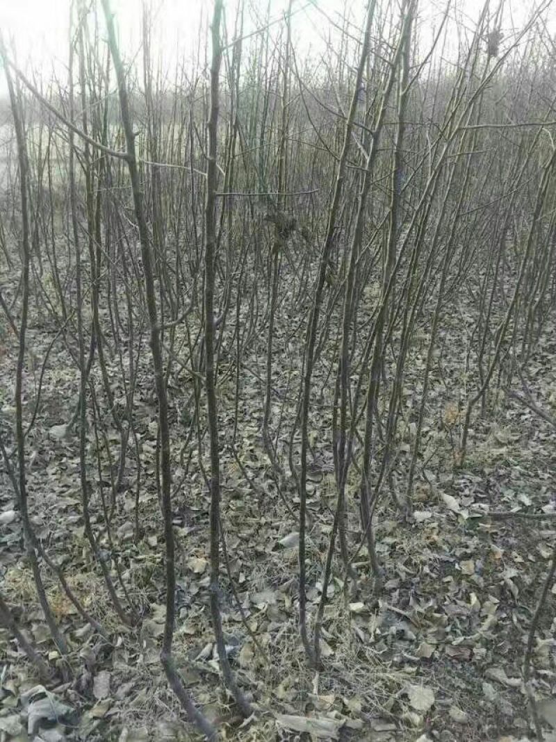 红富士苹果树苗100cm以上