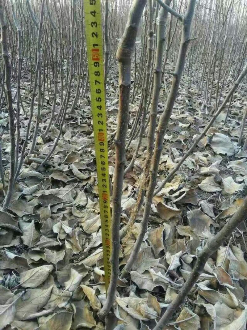 红富士苹果树苗100cm以上