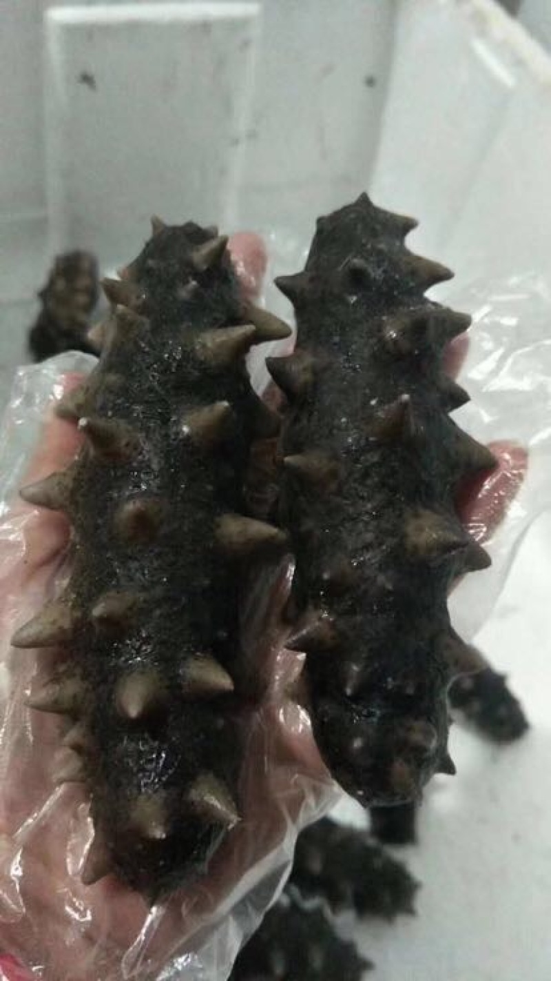 海刺参产地直供非偏远地包邮