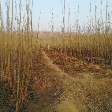 速生杨杨树种条