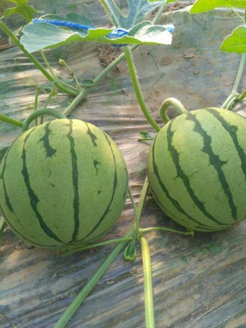 定陶南王8424西瓜4斤打底8成熟1茬质量好