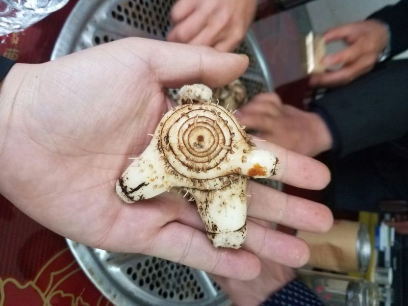 三叉白芨通货鲜货