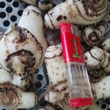 三叉白芨通货鲜货
