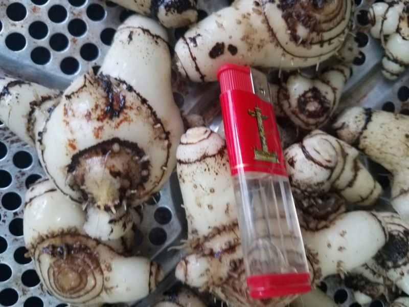 三叉白芨通货鲜货