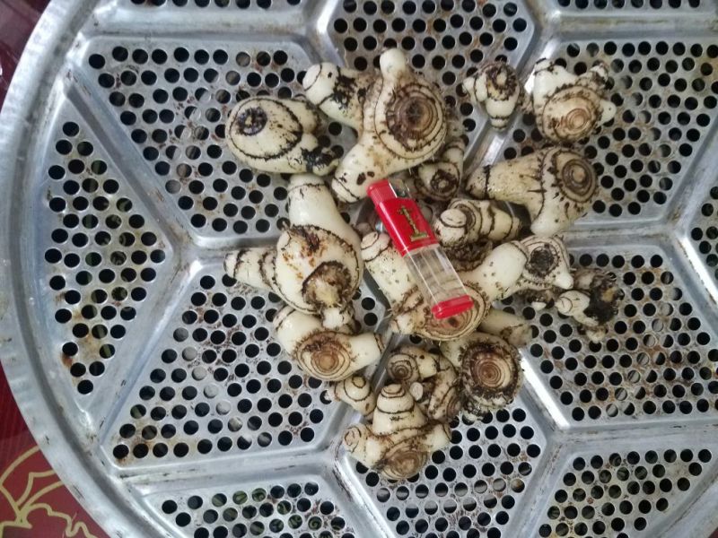 三叉白芨通货鲜货