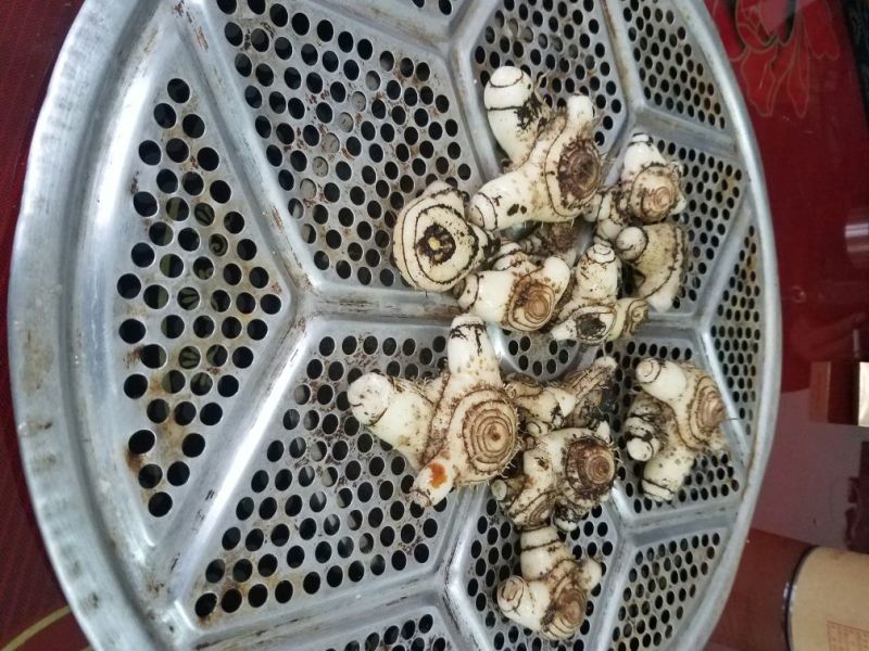 三叉白芨通货鲜货